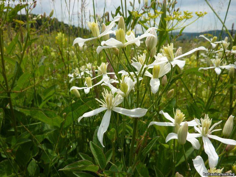 Clematis recta