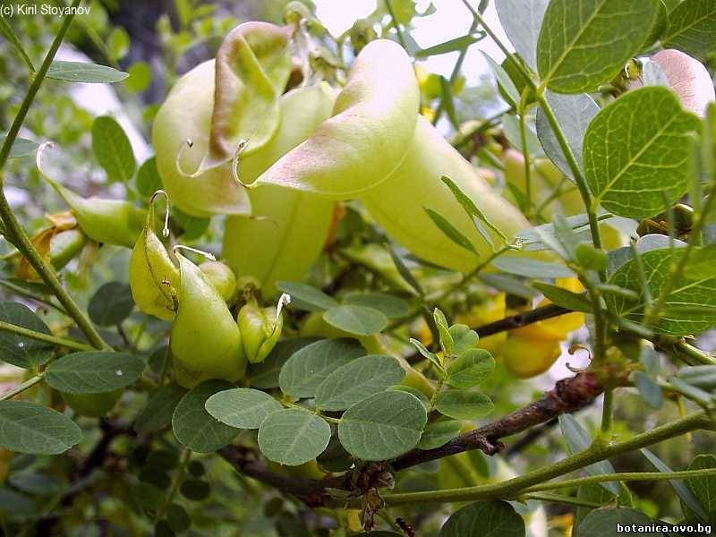 Colutea arborescens