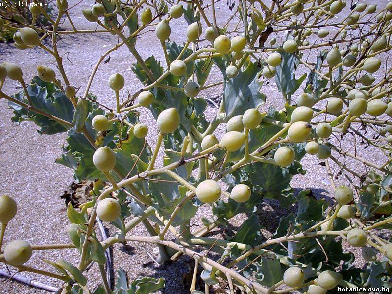 Crambe maritima