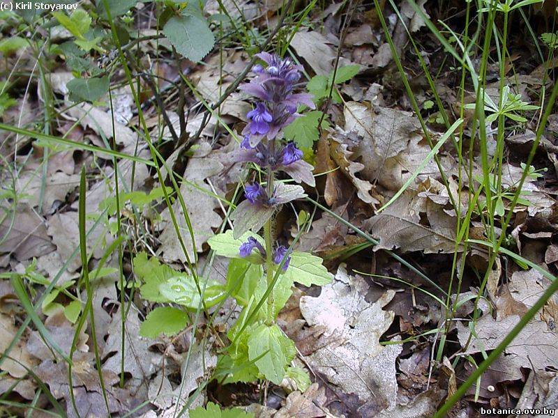 Ajuga genevensis