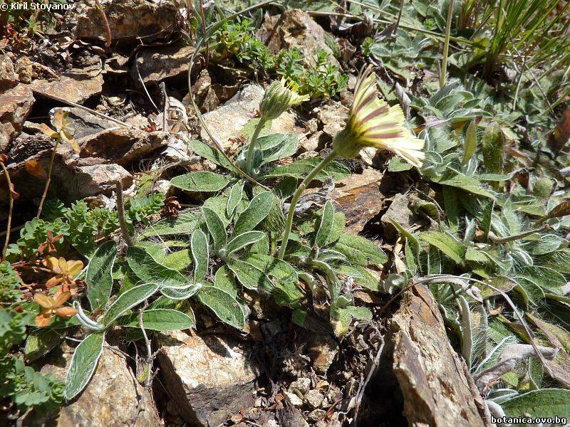 Hieracium hoppeanum