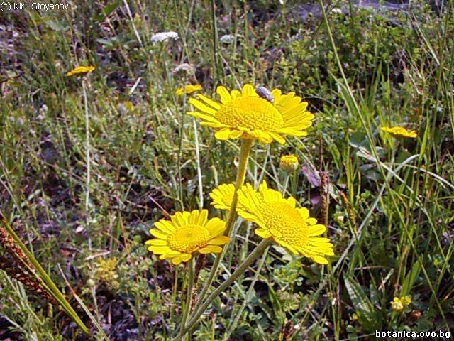 Anthemis tinctoria