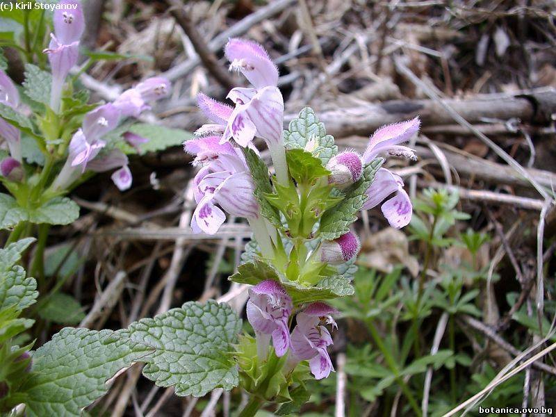 Lamium garganicum