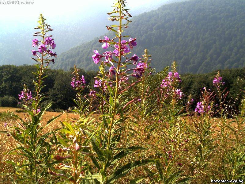 Epilobium angustifolium