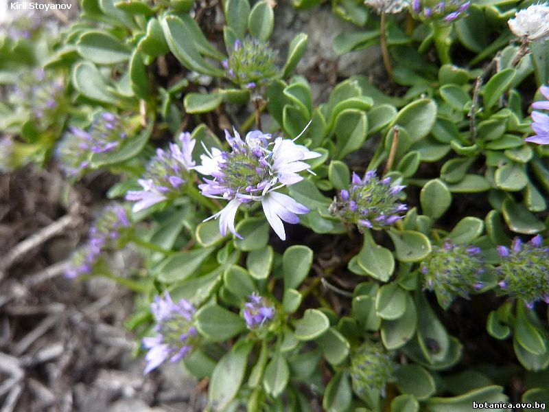 Globularia cordifolia