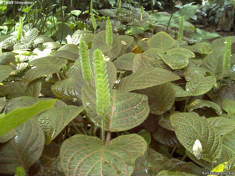 Fittonia verschaffeltii