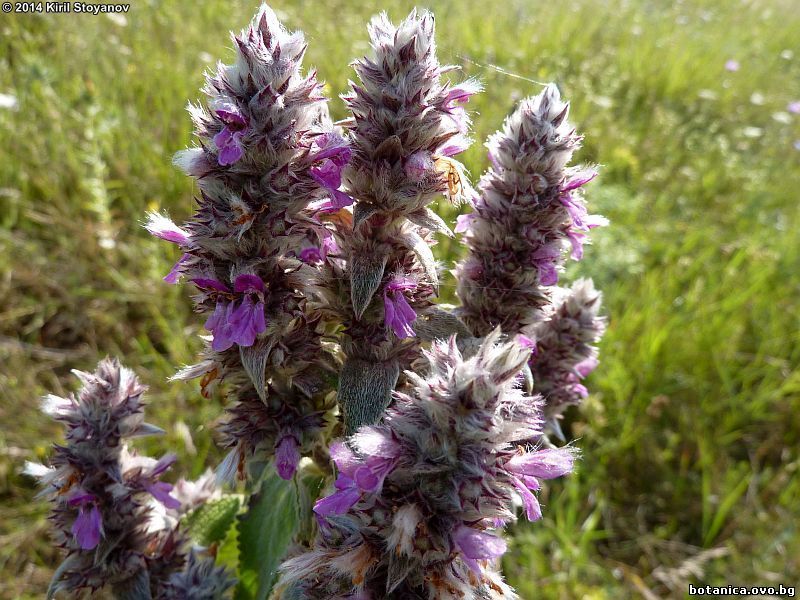 Stachys germanica