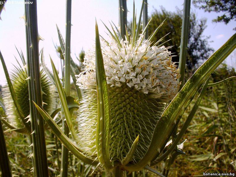 Dipsacus laciniatus