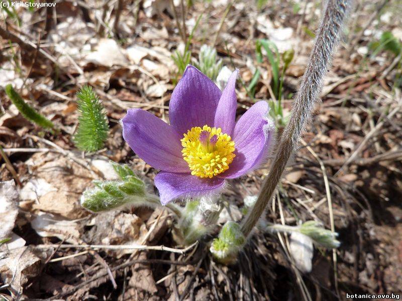 Pulsatilla halleri