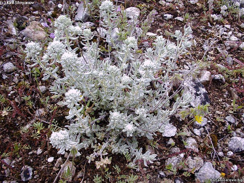 Teucrium polium