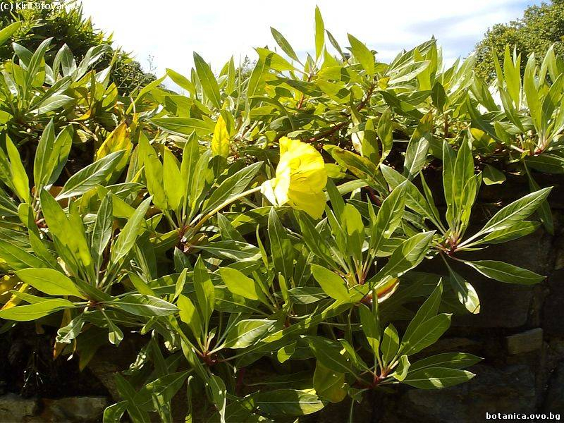 Oenothera biennis