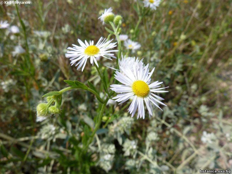 Erigeron annuus