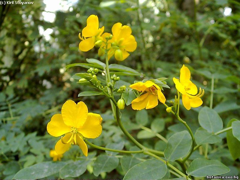 Cassia alata