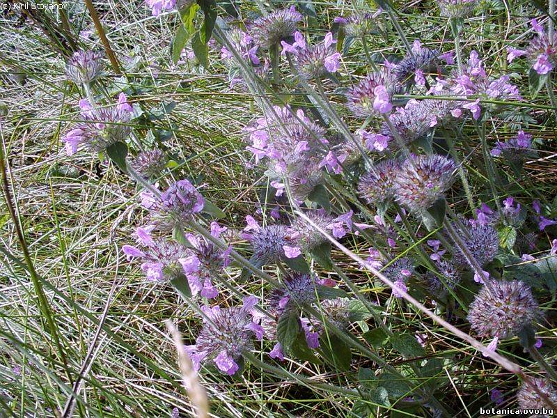 Clinopodium vulgare