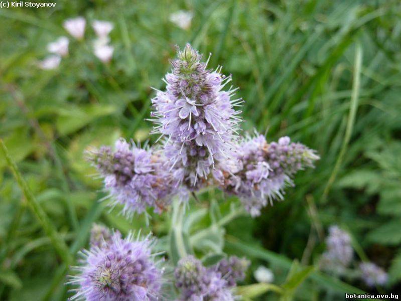 Mentha longifolia