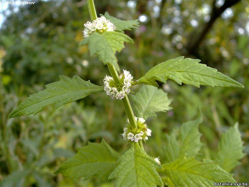 Lycopus europaeus