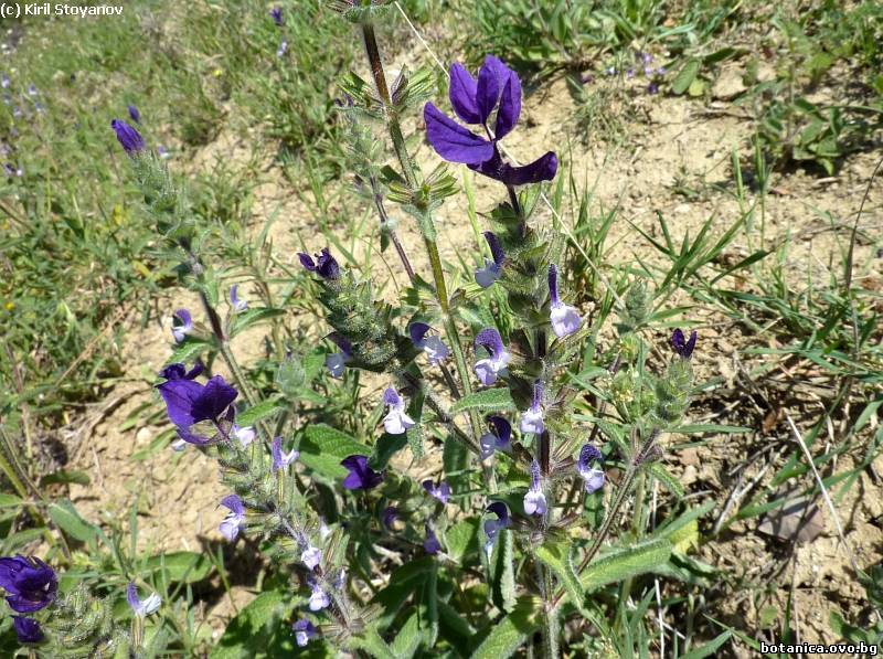 Salvia viridis