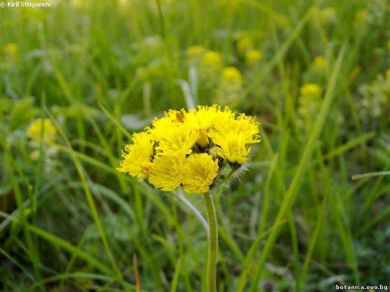 Hieracium echioides