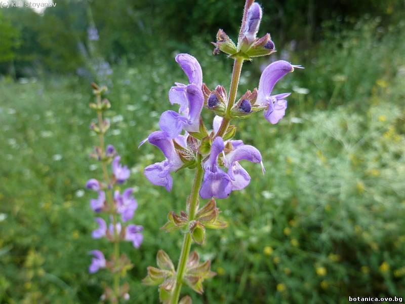 Salvia verbenaca