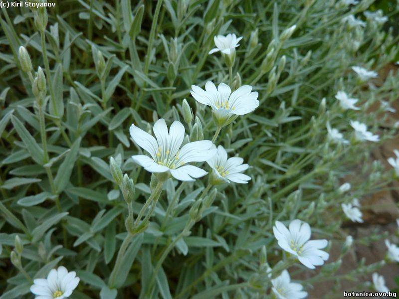 Cerastium banaticum