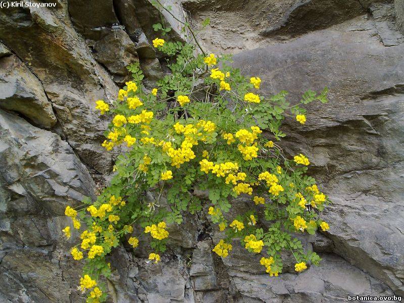 Coronilla emerus