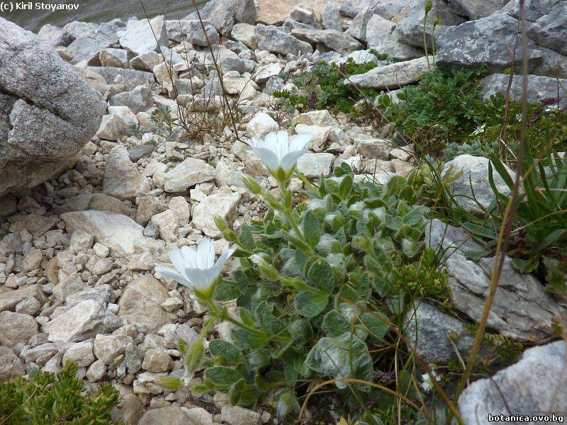 Cerastium alpinum