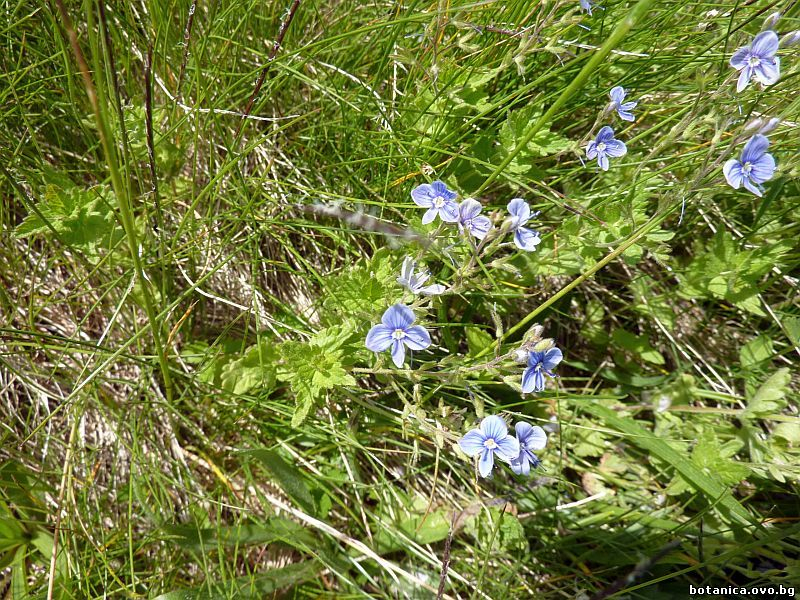 Veronica chamaedrys