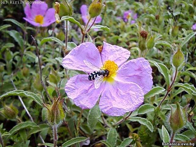 Cistus incanus