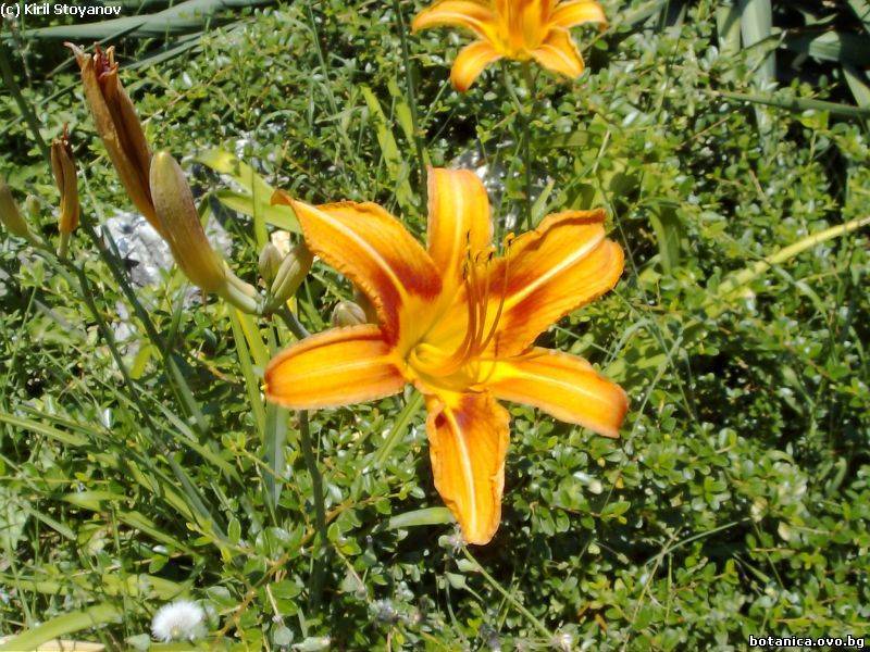 Hemerocallis fulva