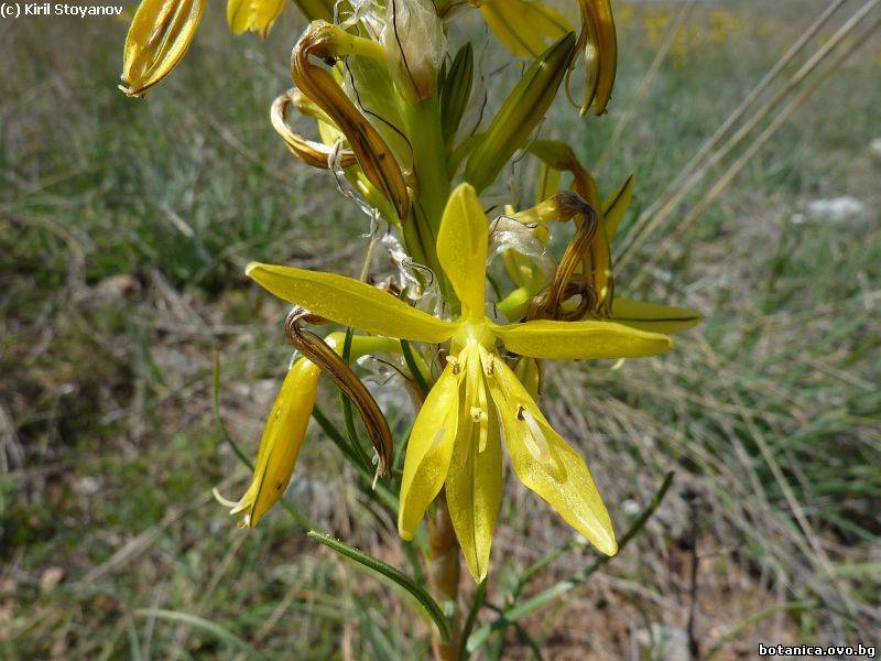 Asphodeline lutea