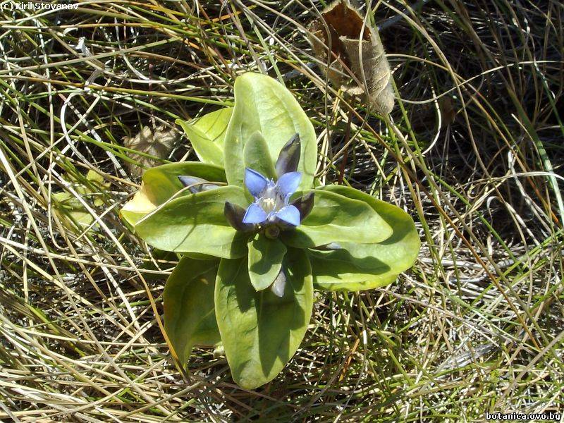 Gentiana cruciata