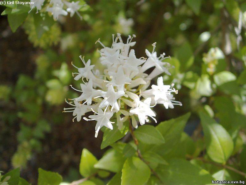 Abelia chinensis