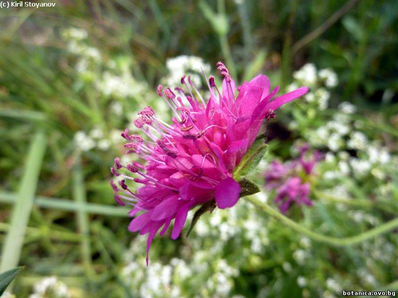 Knautia macedonica