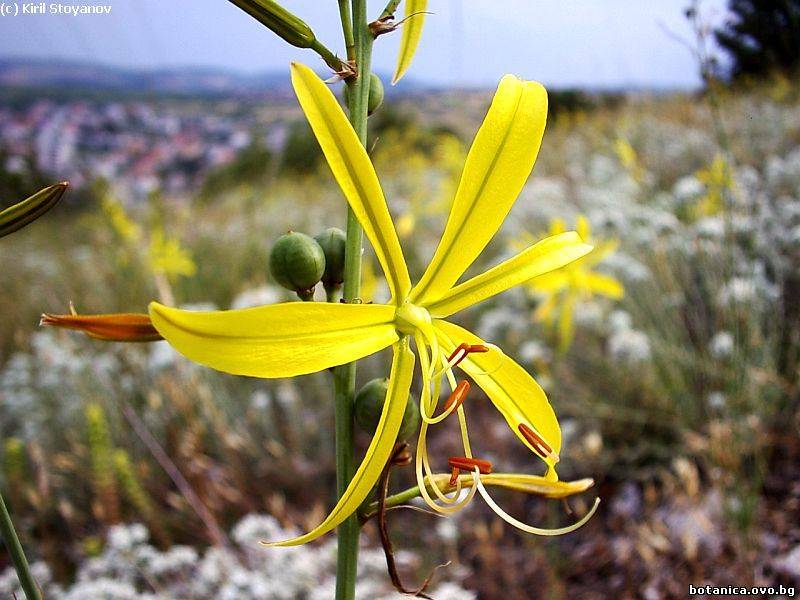 Asphodelne liburnica