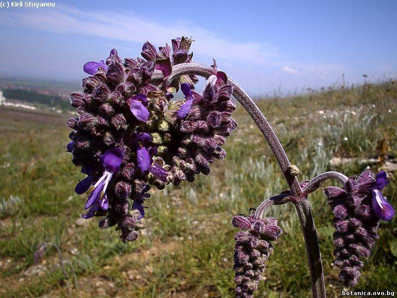 Salvia nutans