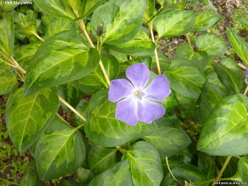 Vinca major