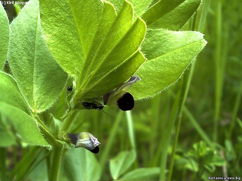 Vicia narbonensis