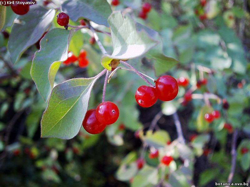 Lonicera xylosteum