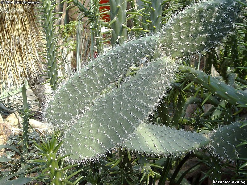 Opuntia leucotricha