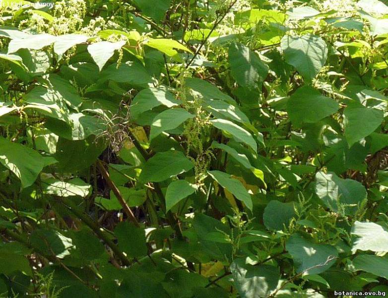 Reinoutria japonica