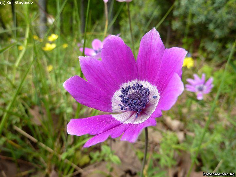 Anemone pavonina