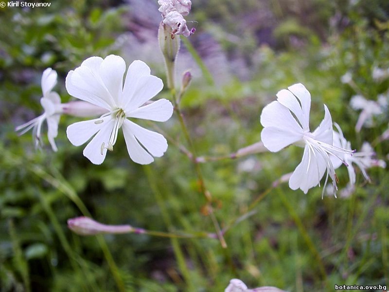 Silene bupleuroides