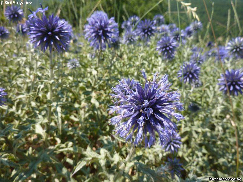 Echinops sphaerocephalus