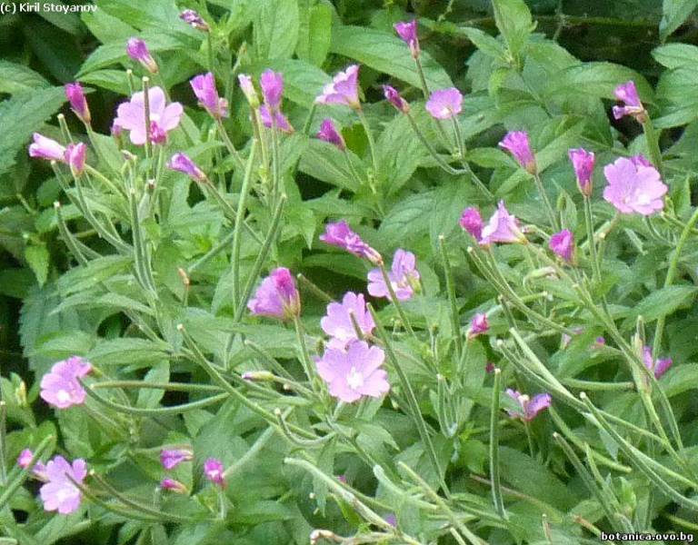 Epilobium hirsutum