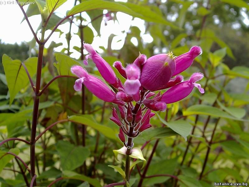 Salvia involucrata