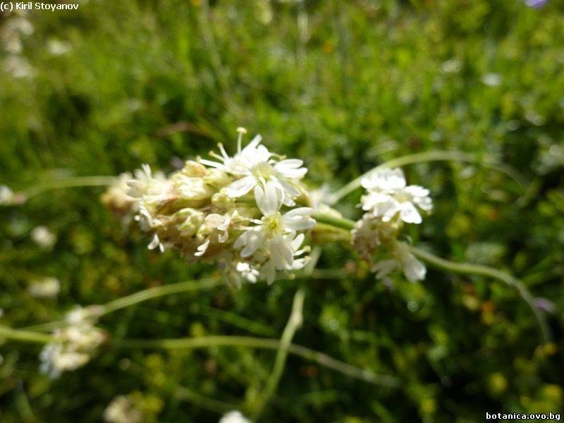 Silene roemeri