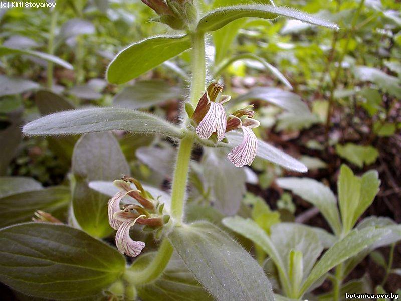 Ajuga laxmannii