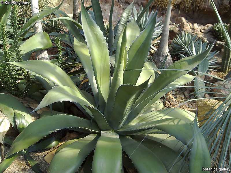 Agave salmiana