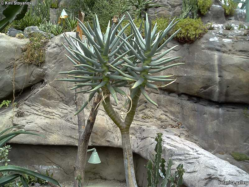 Aloe dichotoma