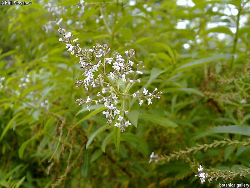 Aloysia triphylla